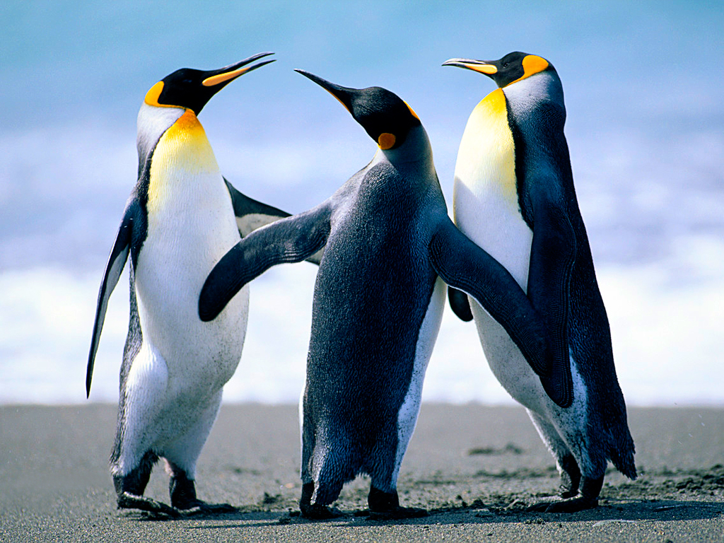 Lub penguins.jpg