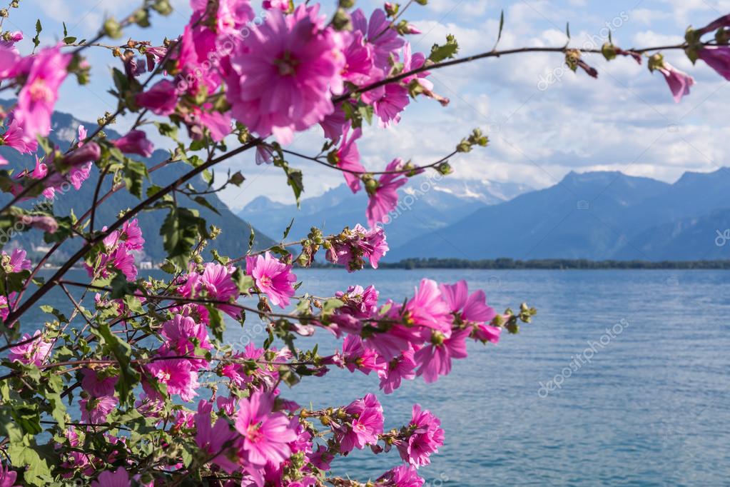 Depositphotos 80018398-stock-photo-flowers-against-mountains-and-lake.jpg