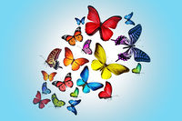 Butterflies.jpg