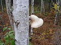 Piptoporus betulinus 03261.jpg