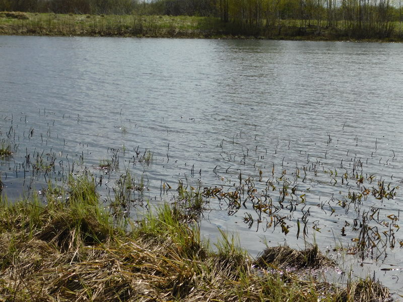 Файл:Сурское 3.JPG