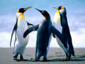 Lub penguins.jpg