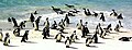 Penguins at Boulder's Beach, South Africa.jpg