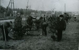 Посадка деревьев 1976